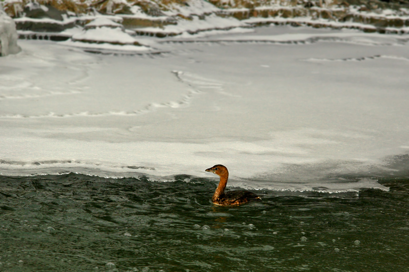 GRBE  BEC BIGAR  /  PIED-BILLED GREBE (11/02/2006)