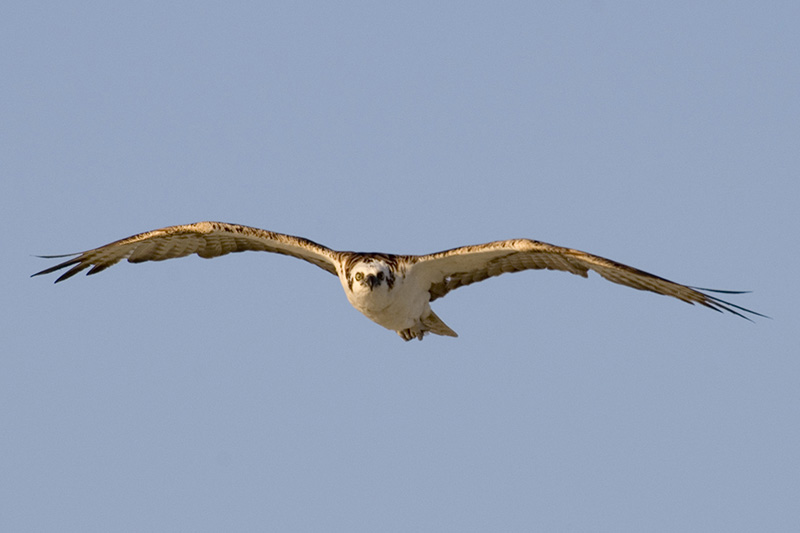 Osprey 103.jpg