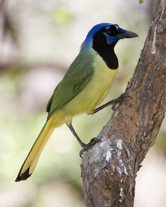 Green Jay 101.jpg
