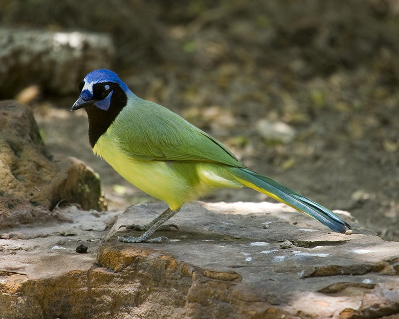 Green Jay 105.jpg