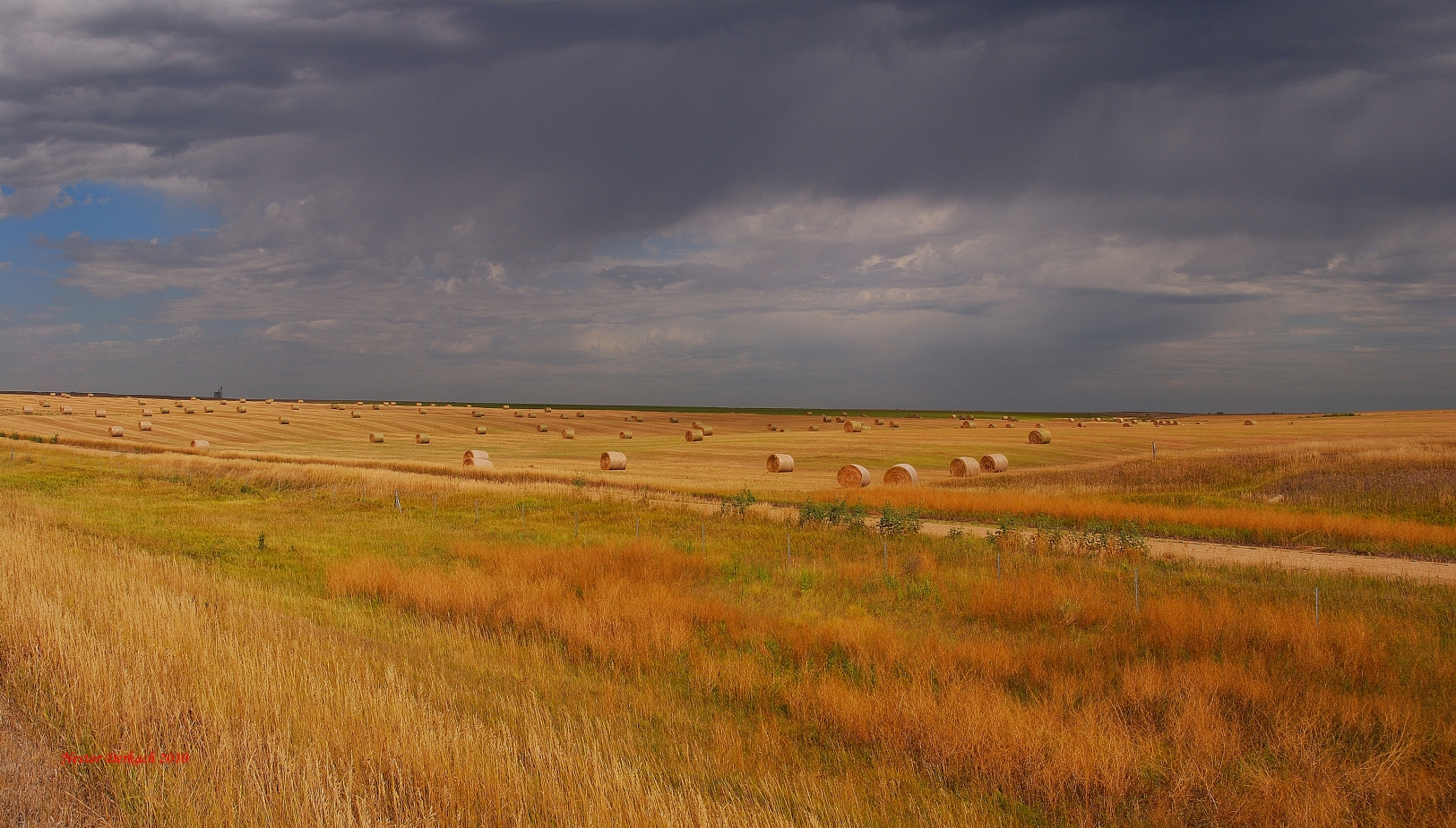  Kansas Golden Harvest     