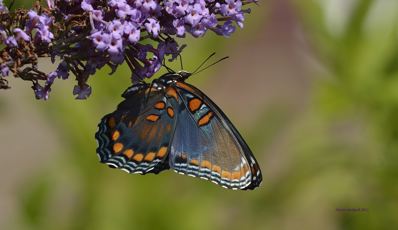 My first Red Spotted Purple in 2012