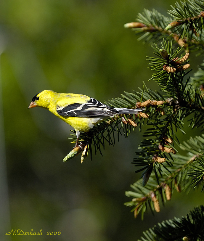 American Goldfinch Male