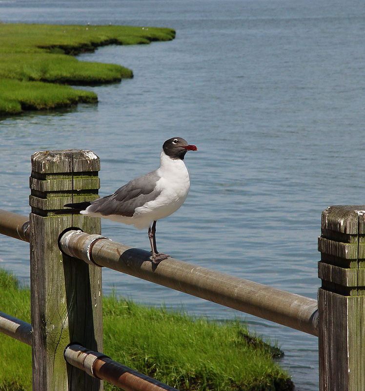 Mr. Gull