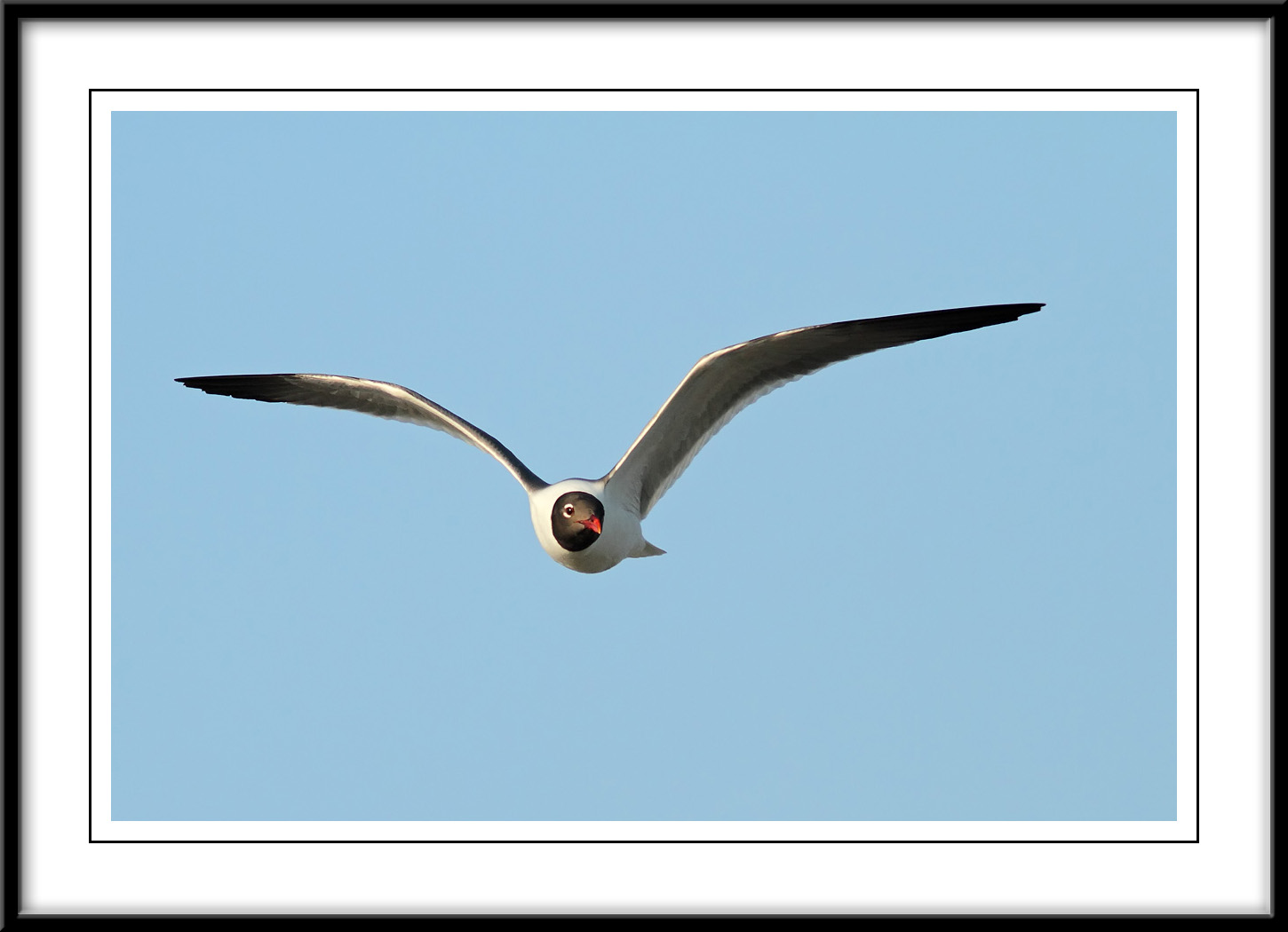 Laughing Gull