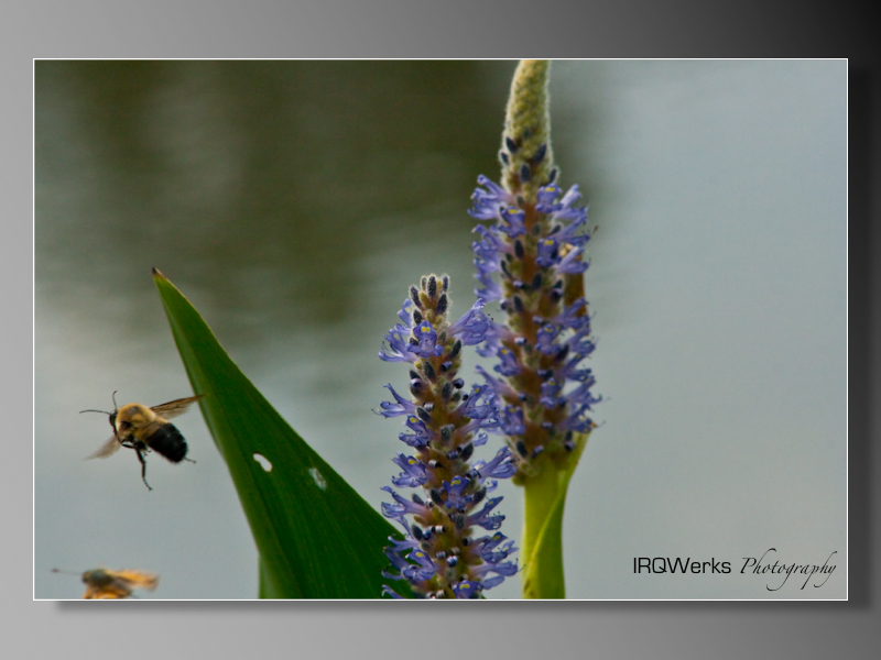 PondPics-03.jpeg