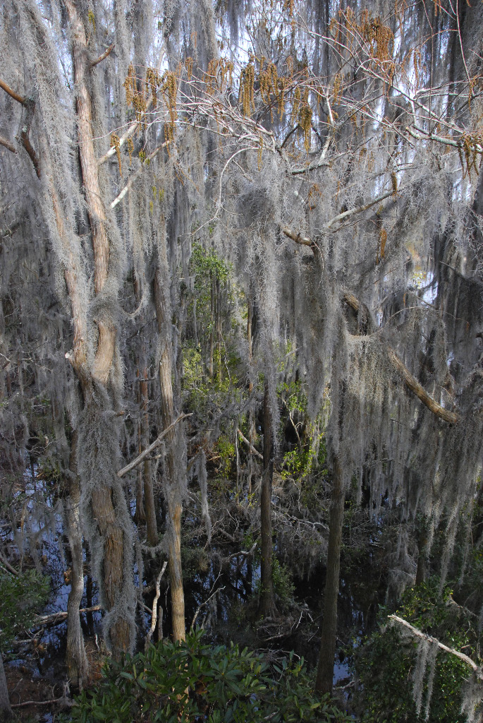 Okefenokee Swamp Eastern Side-04.jpg