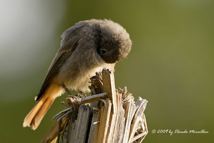 Black redstart