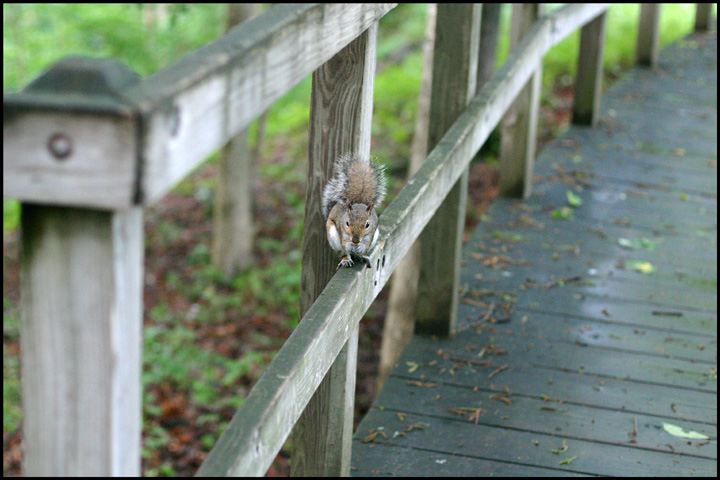 Brave little squirrel