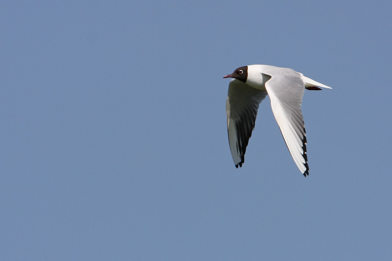 Black-headed Gull