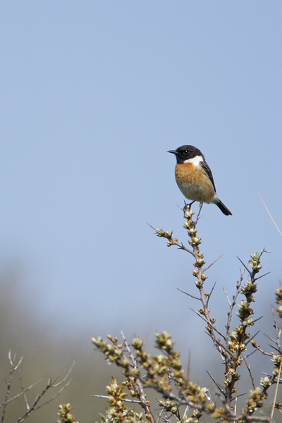 Stone Chat