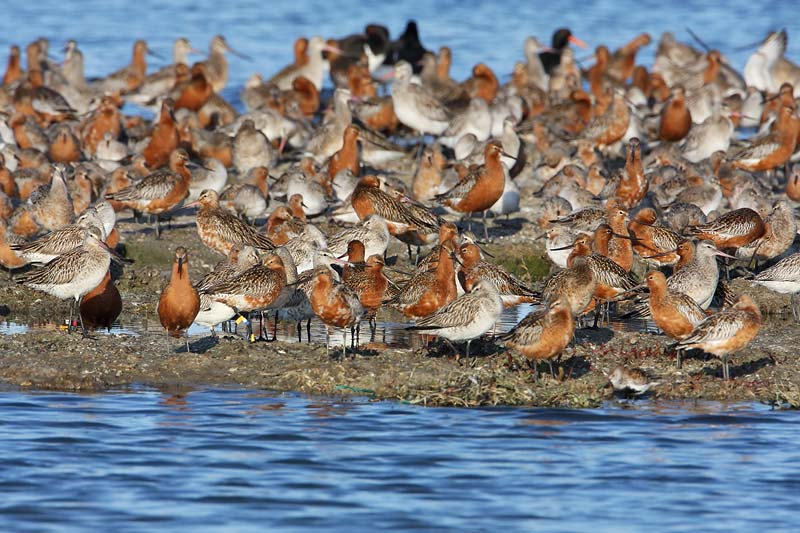 Bar-tailed Godwit