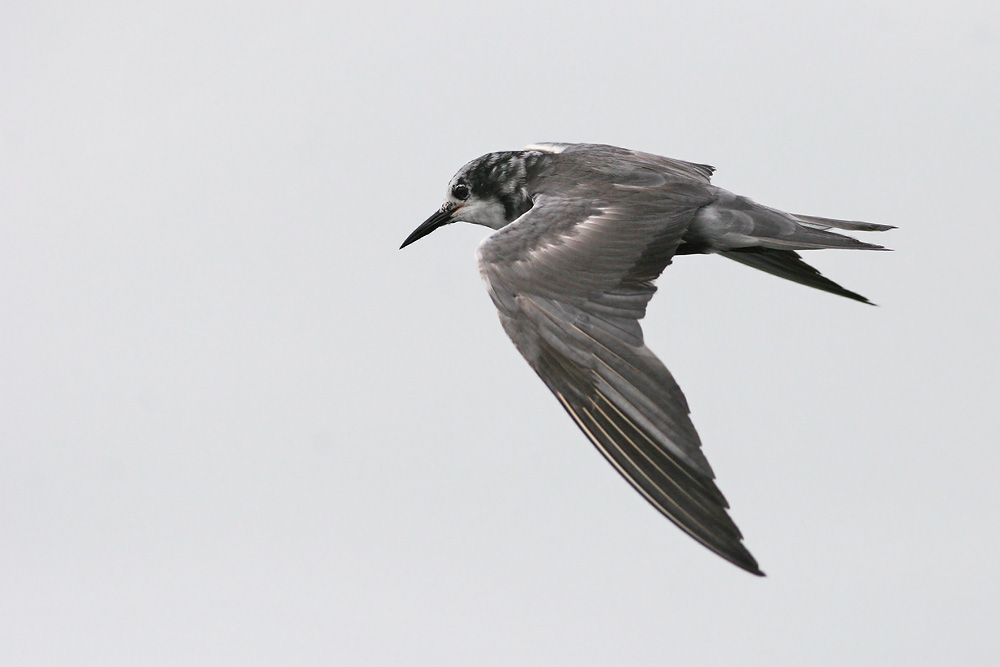 Black Tern