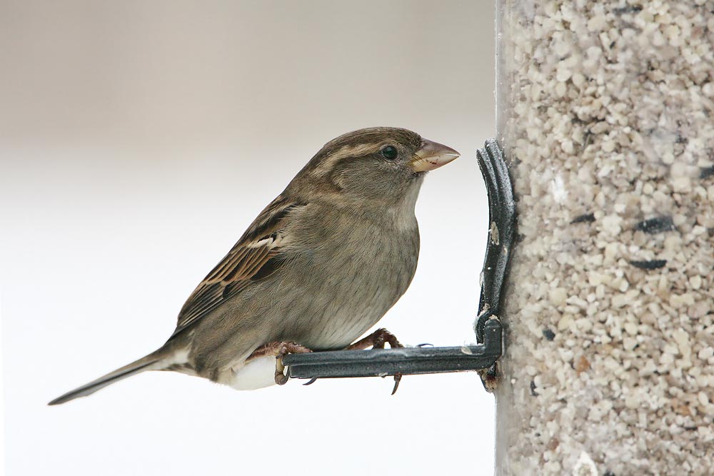 House Sparrow