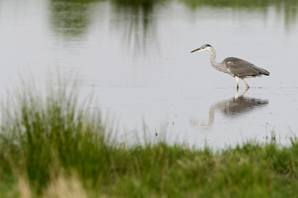 Grey Heron