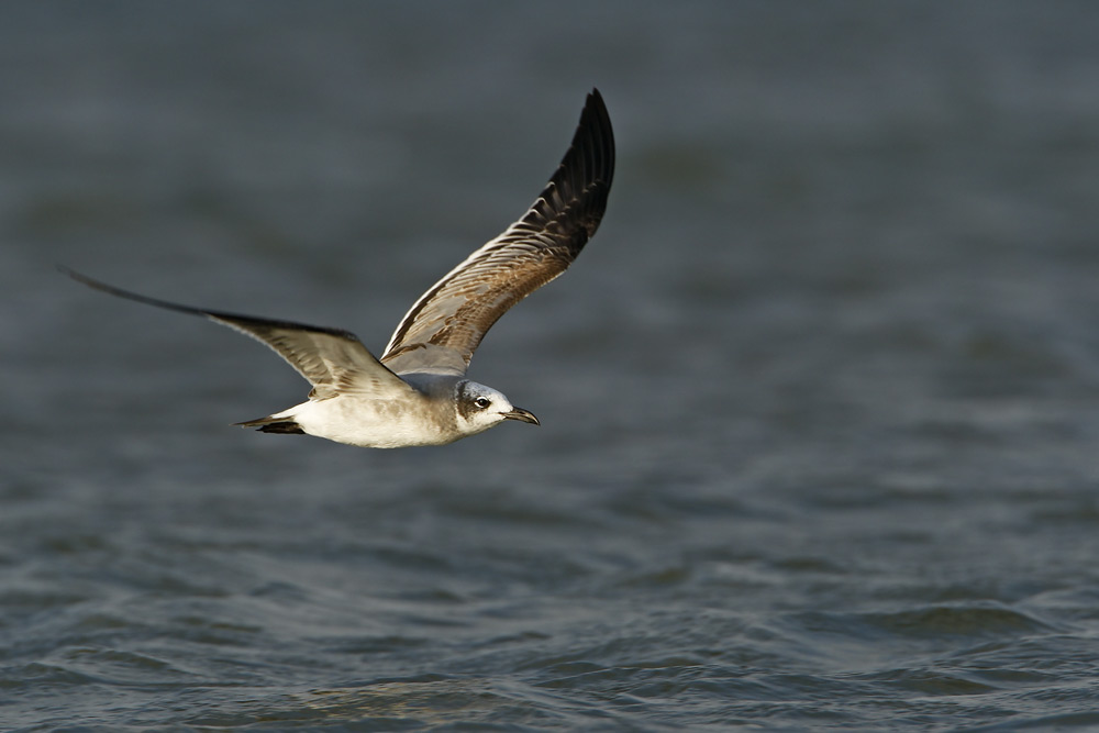 Laughing Gull