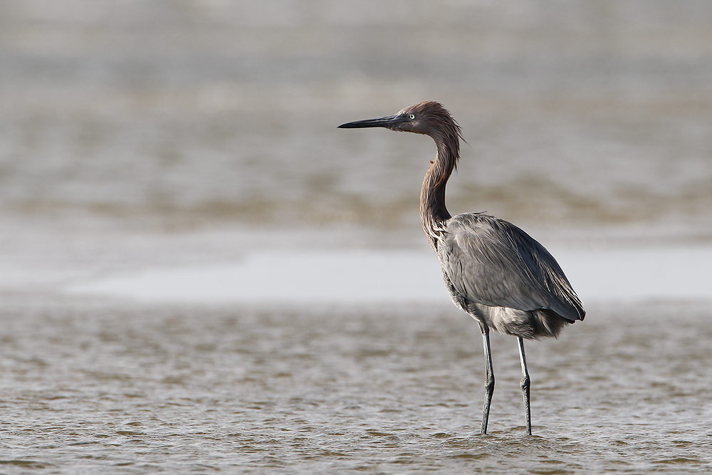 Reddish Egret