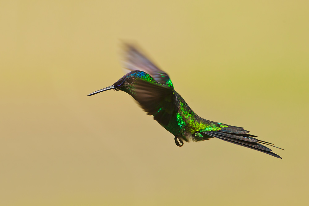 Violet-capped Woodnymph