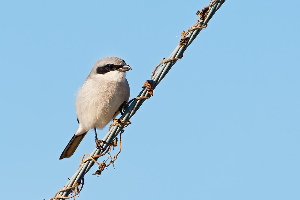 Loggerhead Shrike