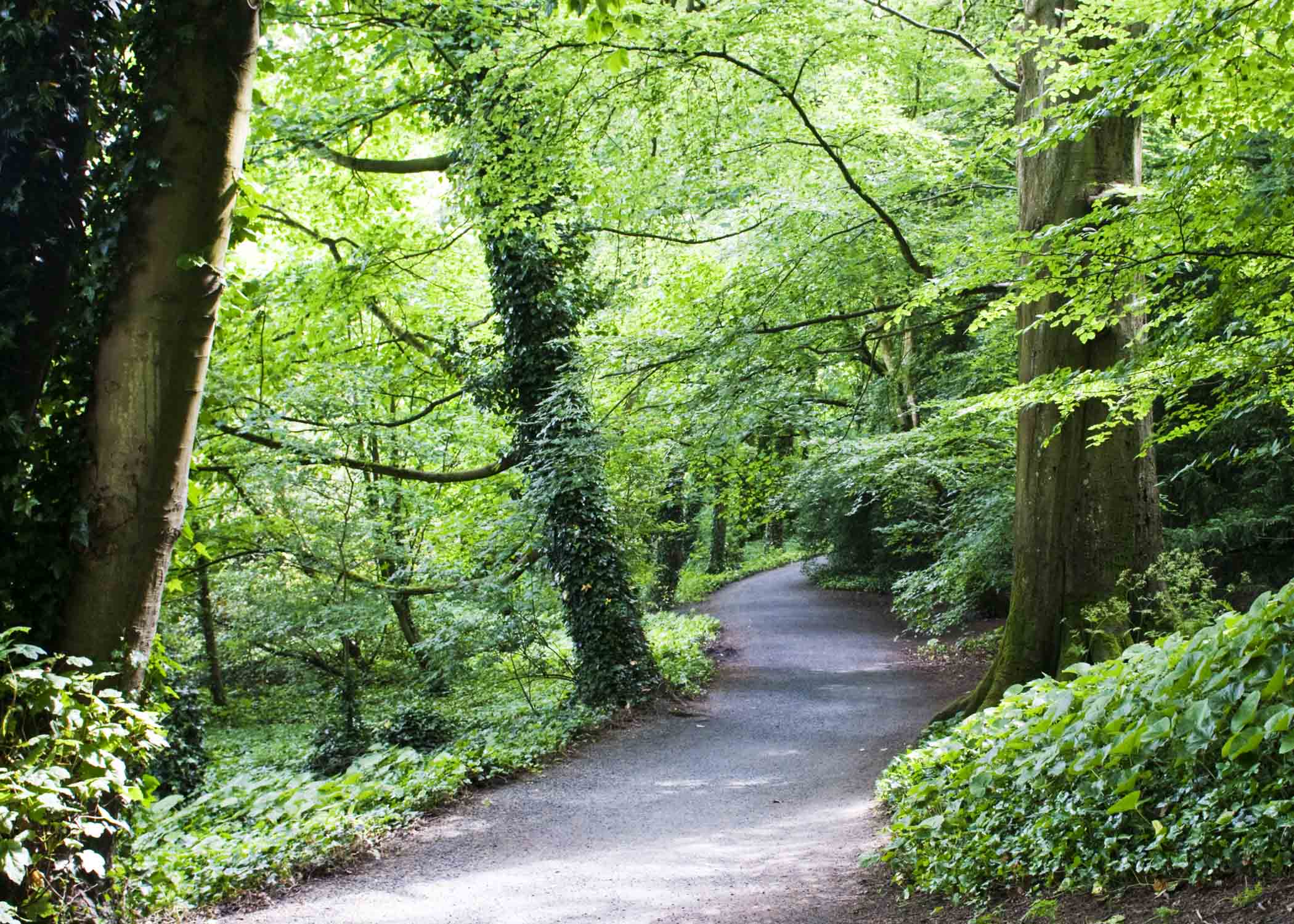 A path through the woods.jpg
