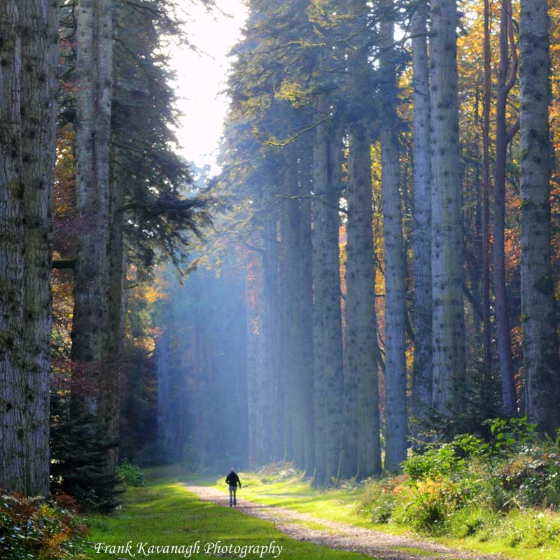 Among Giants (The Noble Fir).jpg