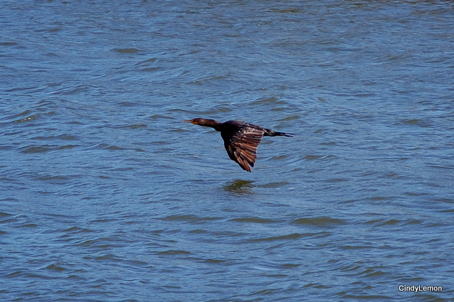 Duck at Haulover Canal