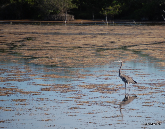 Heron
