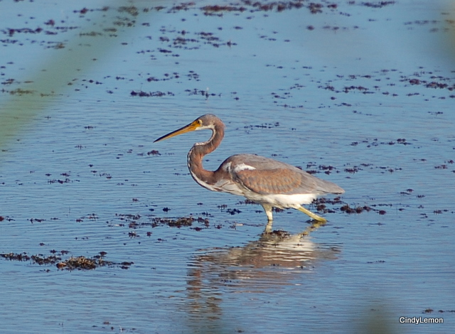 Tricolored Heron 2