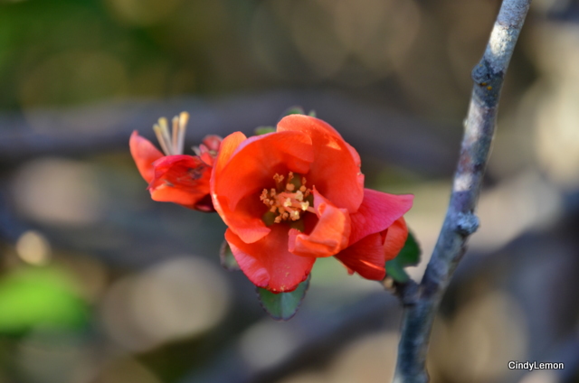 Blooming Flower at Dan Lawson Place