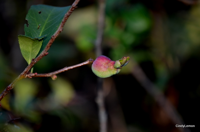 Bud in bloom at Dan Lawson Place