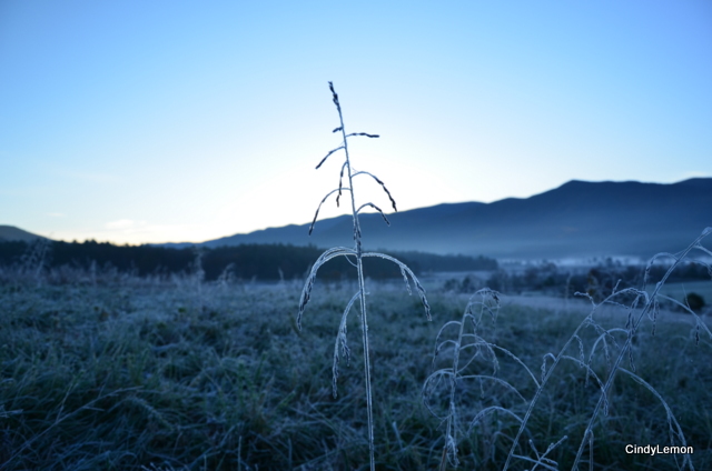 Frost on the Grass