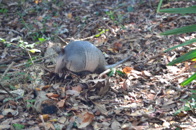 Armadillo 2