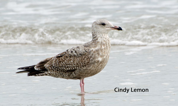 Herring Gull - 1st Winter