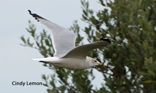 Ring Billed Gull - Breeding Adult