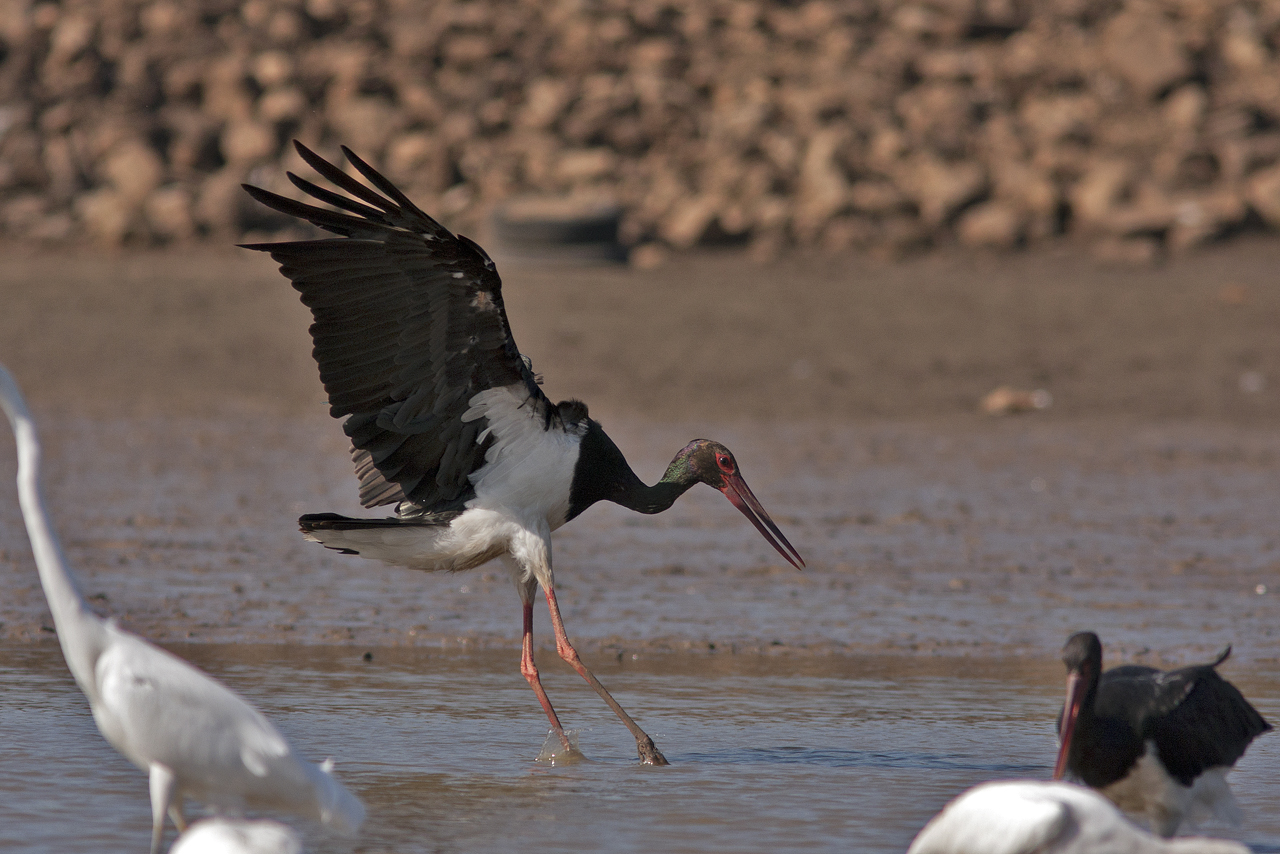 Stork