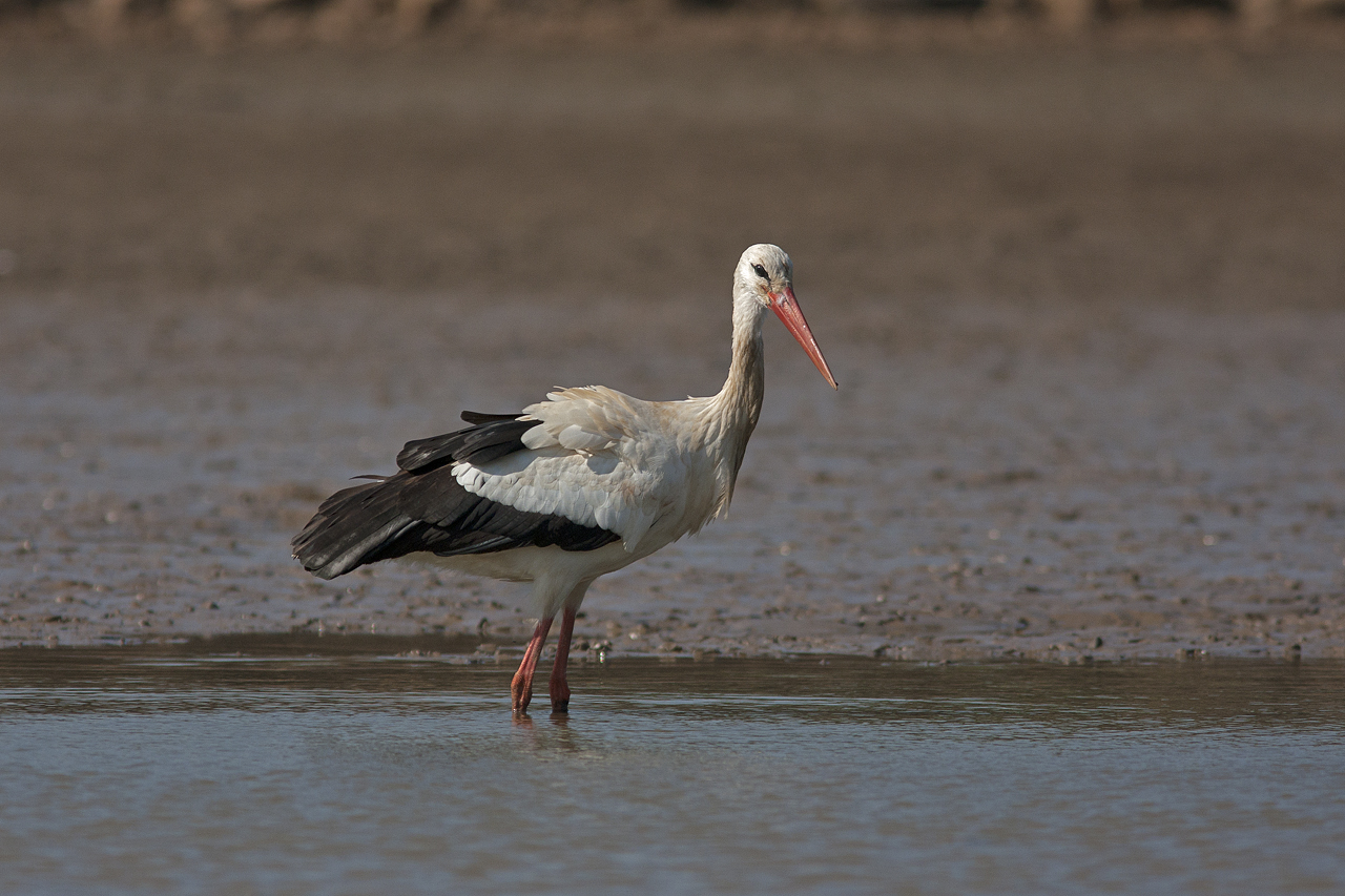 Stork