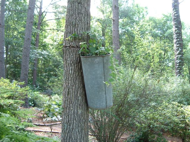 An ivy in an old bucket hung on a tree