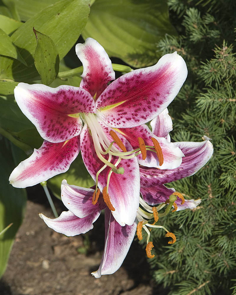 Amaryllis