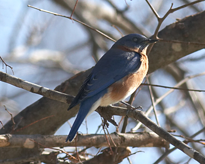 Bluebird - 1