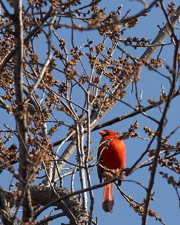Cardinal - 4