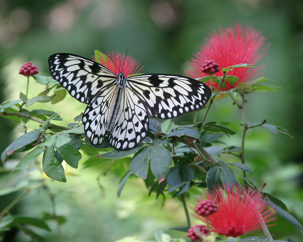 Rice Paper Butterfly - 1