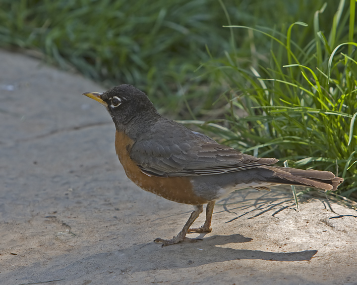 Robin