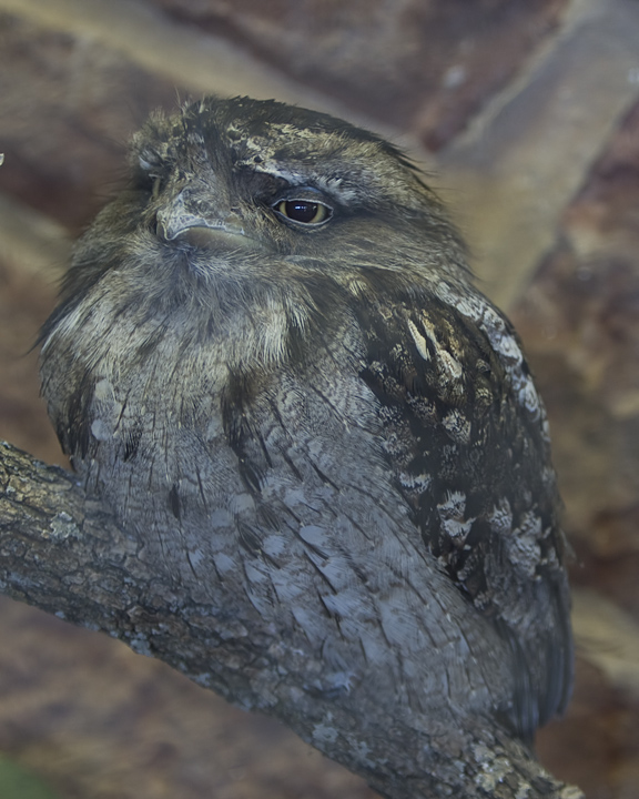 Tawny Frogmouth