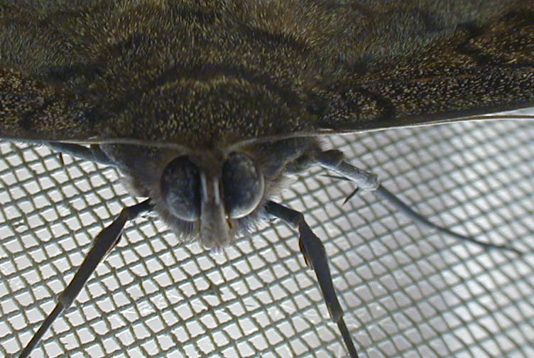 P6180037-c  100% crop