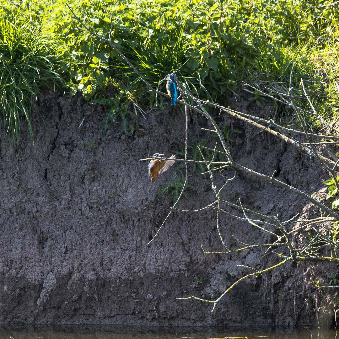 Kingfisher about to land..