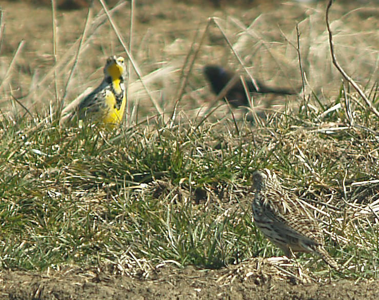 Western Meadowlark - 2-28-10 Ensley Bottoms