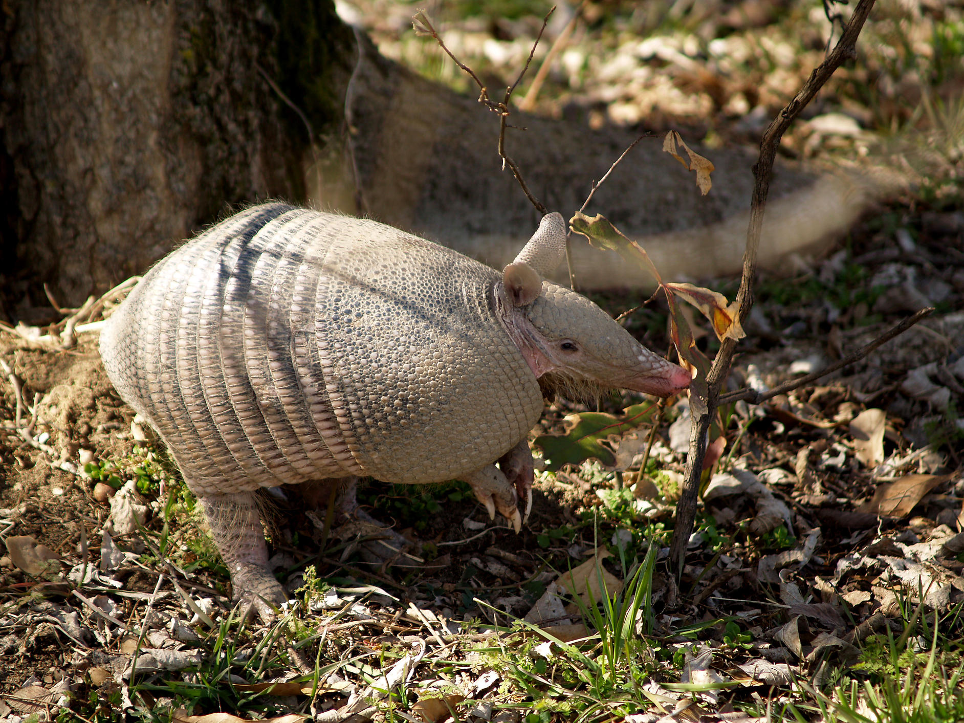 Nine-banded Armadillo - 2-28-10 Ensley Bottoms