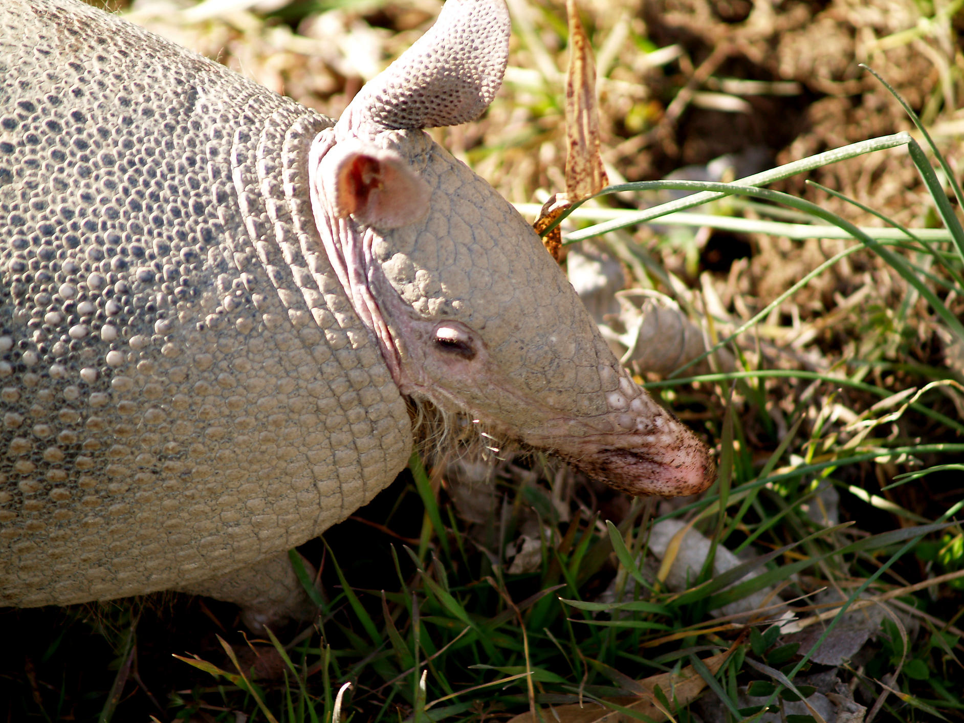 Armadillo - 2-28-10 head