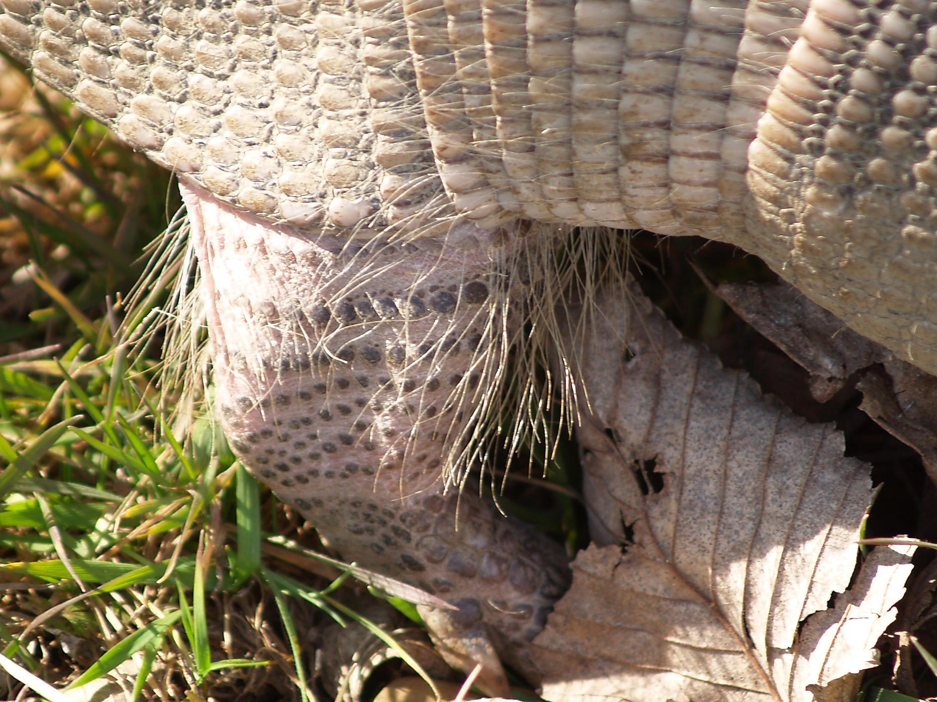 Armadillo - mud flaps