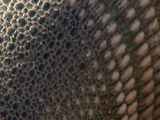Armadillo - hide pattern.jpg